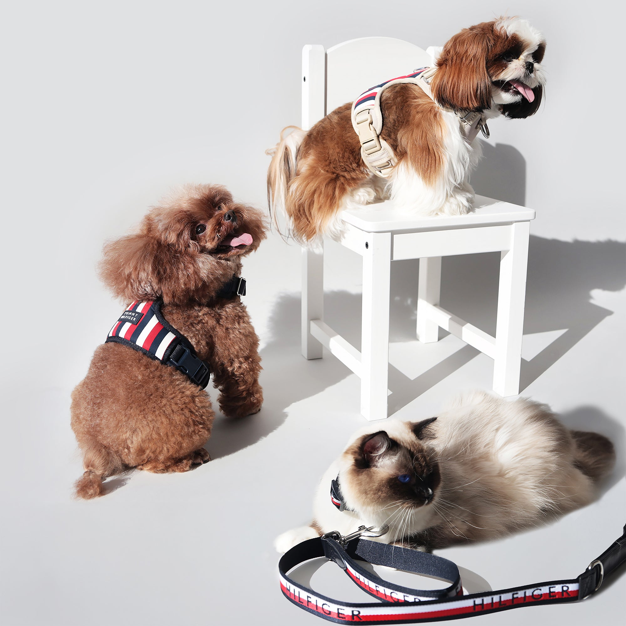 Tommy Hilfiger Kanine