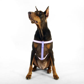 florence by mills Appleskin Leather Dog Harness