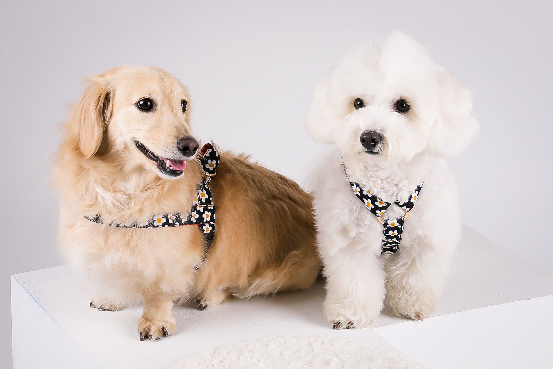 Noradog Premium Dog Accessories – Made in Korea | Kanine – Kanine ...