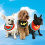 Superman dog wonderwoman dog batman dog