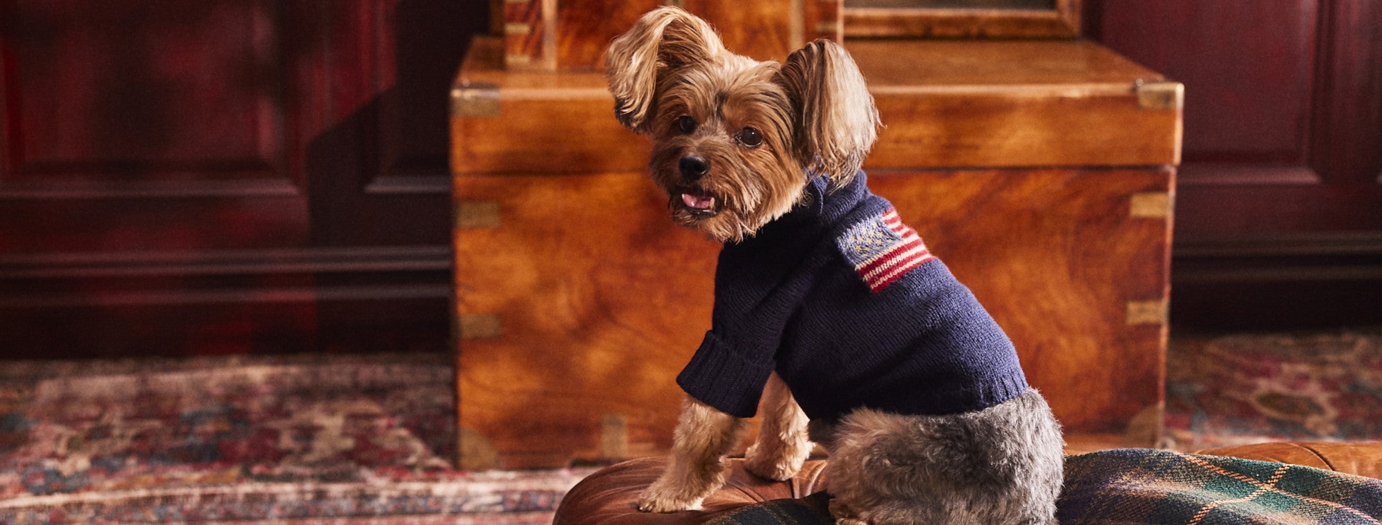 Cricket Sweater Polo Ralph Lauren Dog Collar Flag Sweater Ralph
