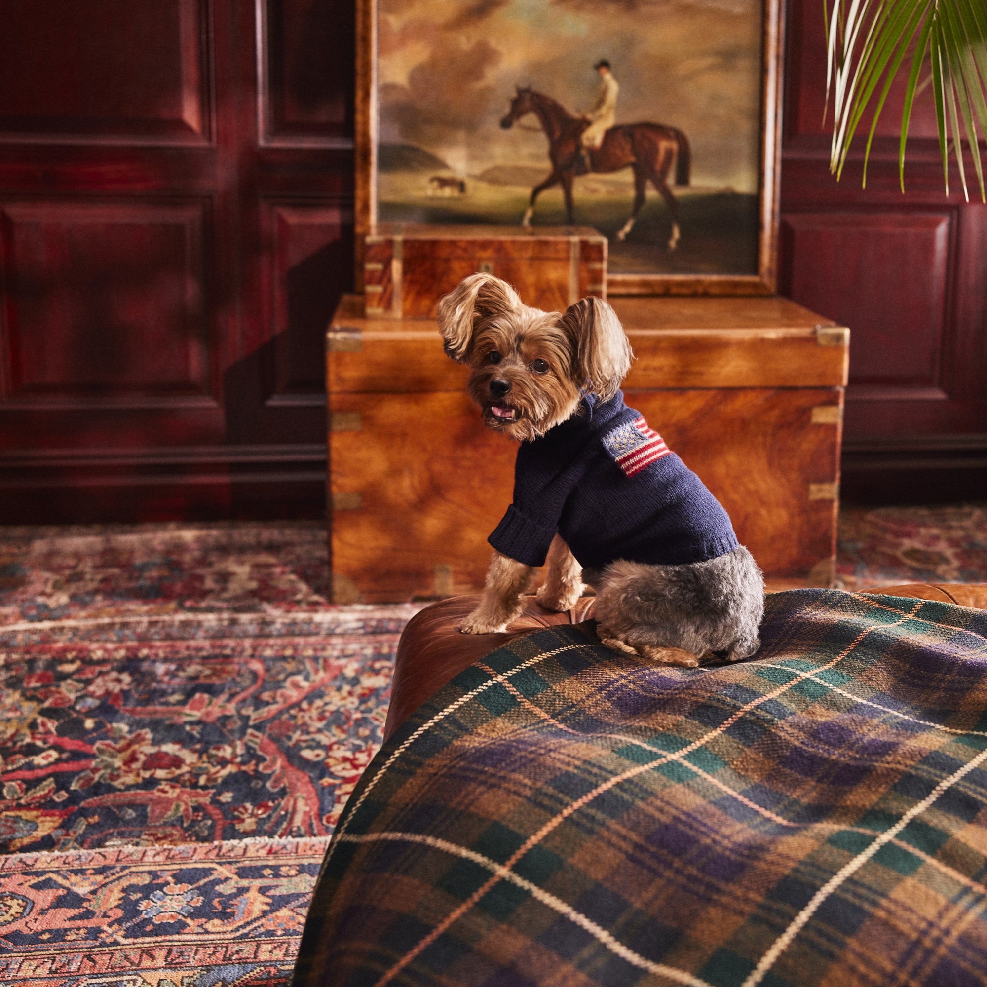 Kanine Premium Pets POLO Ralph Lauren BOSS Tommy Hilfiger Kanine kanine-premium-pets-polo-ralph-lauren-boss-tommy-hilfiger-kanine