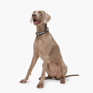 BOSS Dog Core Walk Collar