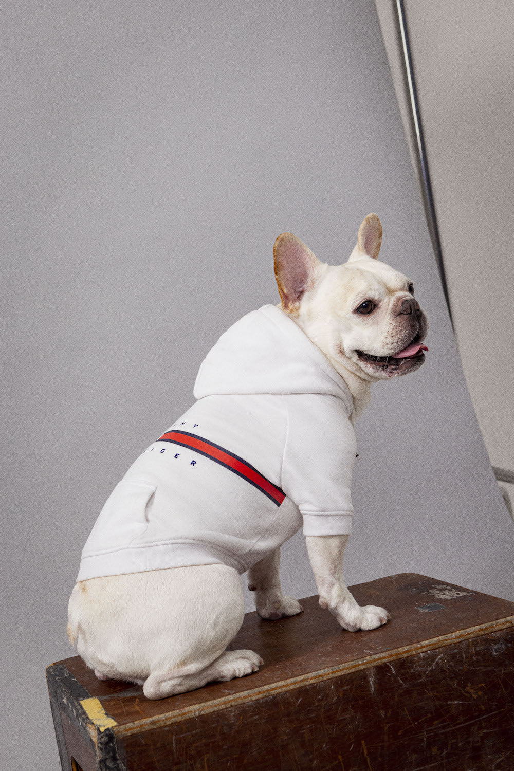 Tommy Hilfiger Dog Harness – - Main Image
