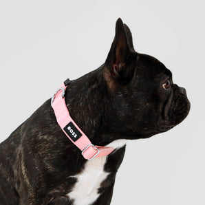 BOSS Dog Core Walk Collar